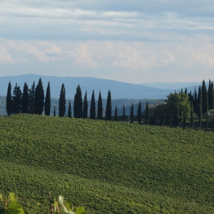 43 Chianti