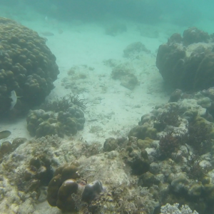 Coral1