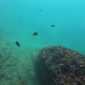 Fish1