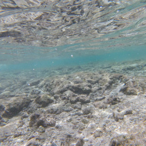 Fish3