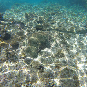 Fish4
