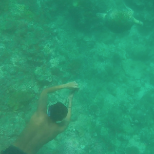 Turtle2