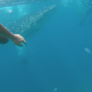 Whale