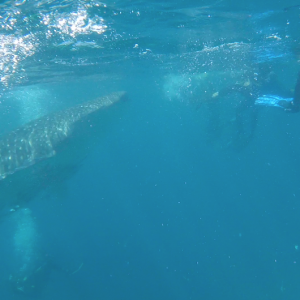 Whale2