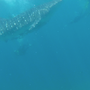Whale3