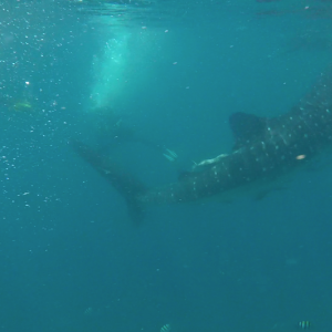 Whale4