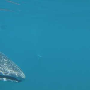 Whale6