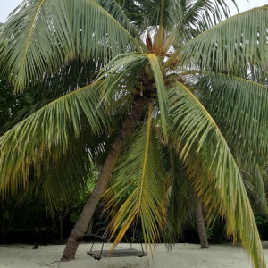 Maldives40