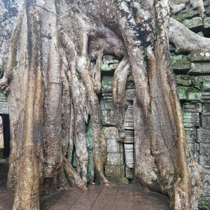 Camboja55