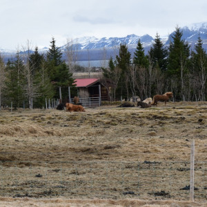 DSC_0520