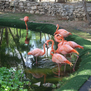 Flamingos na entrada do Grand Palladium