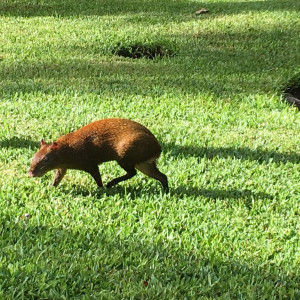 Animais do resort...