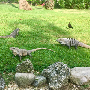 Animais do resort...
