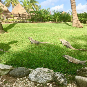 Animais do resort...