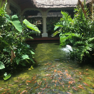 Animais do resort...