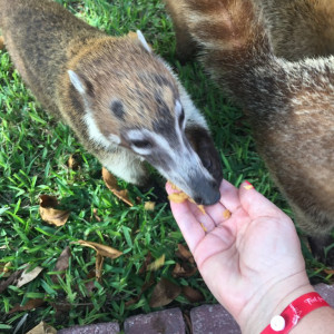 Animais do resort...