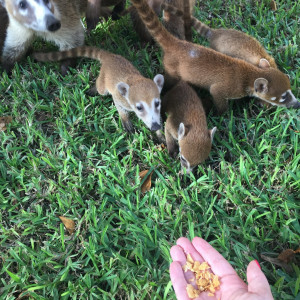 Animais do resort...