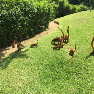 Animais do resort...