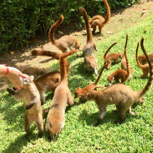 Animais do resort...
