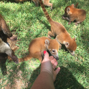 Animais do resort...
