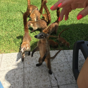 Quatis... fantástica sensação!!! Tão bommm
