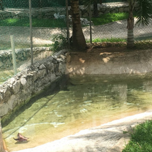 Crocodilo