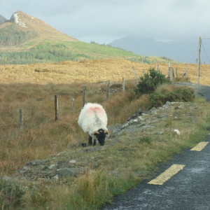 19 Connemara