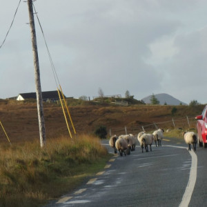 20 Connemara