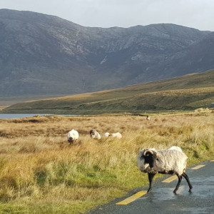 25 Connemara