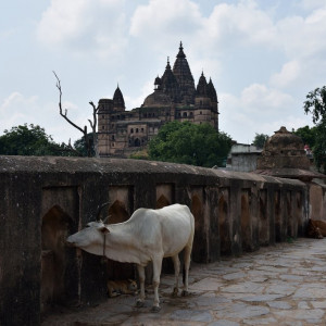 India_2016 (470)