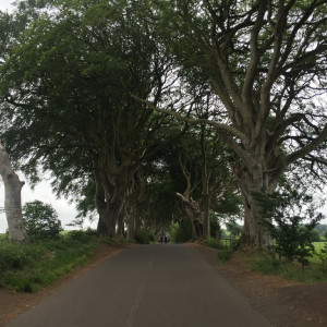 Dark Hedges 2