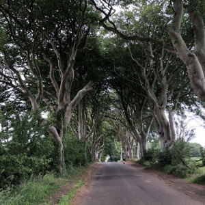 Dark Hedges 3