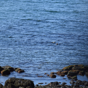 DSC_1870