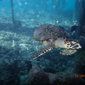 Snork Tartaruga