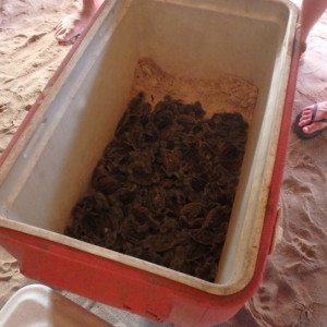 P9120425