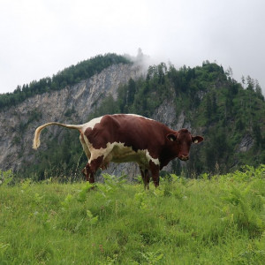 46 Kaprun