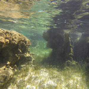 G0055597