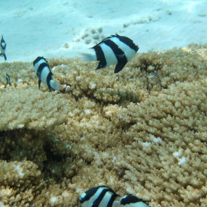 P9060242
