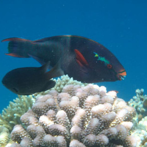 P9070394