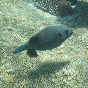 P9090751