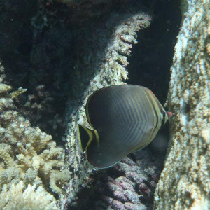 P9090754