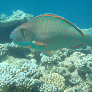 P9130299