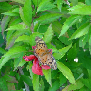 DSC00644 (Cópia).JPG