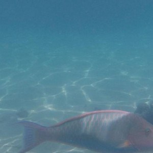 Peixinho :P