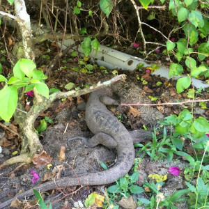 Lagarto PIR