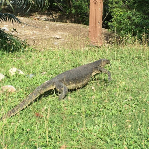 PIR Lagarto 3