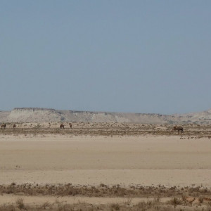 16 Qeshm