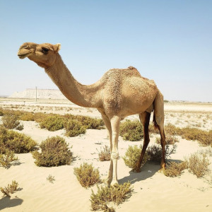 17 Qeshm