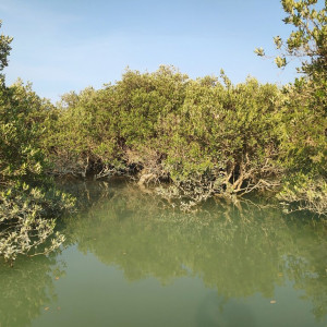 47 Mangrove