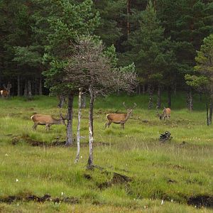 Caingorms National Park